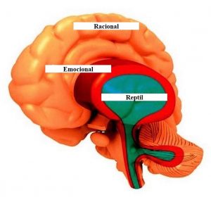 1 Imagen1 esquema definitivo cerebro triuno